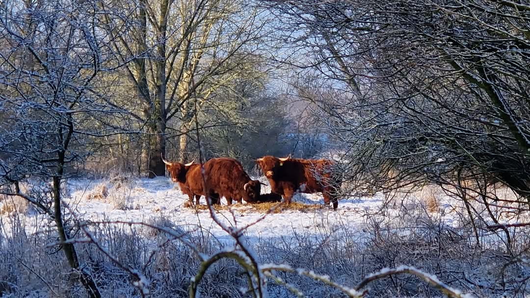 schotse hooglanders