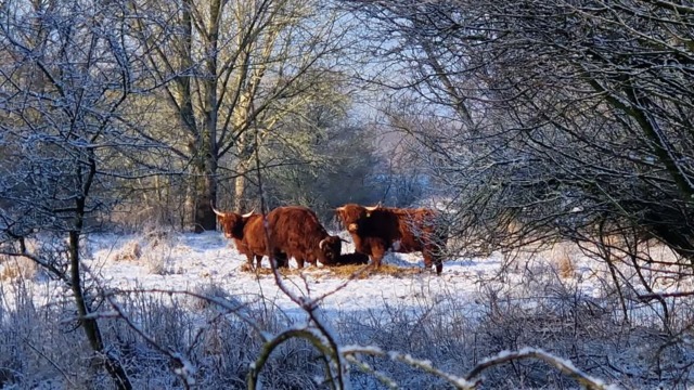 schotse hooglanders