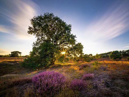 Loonse en Drunense duinen